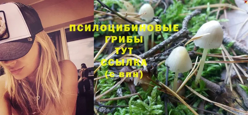 даркнет сайт  Дальнегорск  Галлюциногенные грибы Psilocybe 